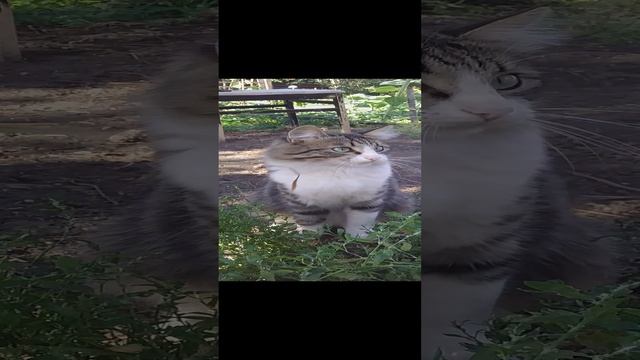 Котики на Отдыхе смотреть онлайн