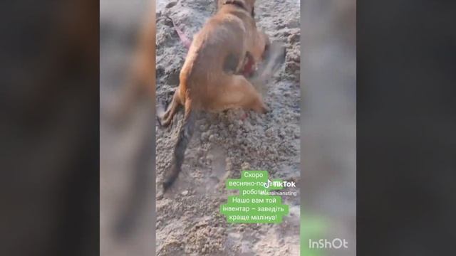 как выбрать щенка бельгийской малинуа#malinois#щенки малинуа