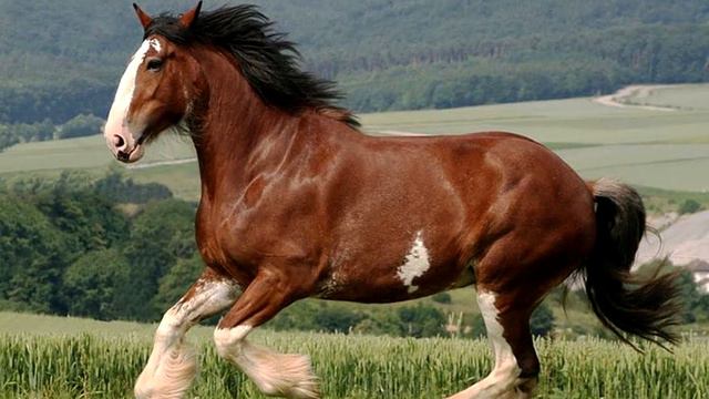 Посмотрите на Что Способна Самая Большая Лошадь в Мире смотреть онлайн