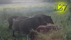 Кабаны на кормушке, запечатленный фотоловушкой. Выпуск №127