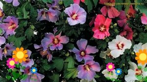 Гибискус сирийский Микс. Краткий обзор, описание характеристик hibiscus syriacus Mix