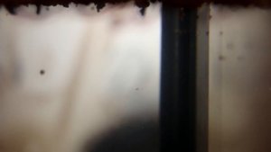 ЗАКАЗАЛ С АЛИ И ВЫРАСТИЛ ДОИСТОРИЧЕСКИЕ СУЩЕСТВА В АКВАРИУМЕ! Triops, Триопс, Щитень.