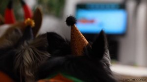 TRICK OR TREAT! - Topi the Corgi