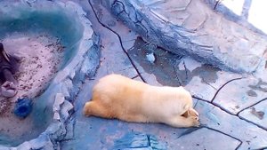 Белый медведь в зоопарке Екатеринбурге