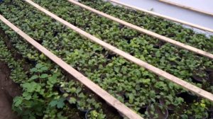 Выгонка гиацинтов на 8 марта за 14 дней