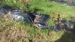 Укрывной материал для голубики