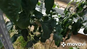 Выдернули морковь и закопали. Укрыли геотекстилем грядки 85руб.за метр.