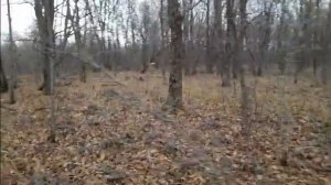 ОХОТА с БОРОДОЙ. Самый дешевый карабин. СКС второй сезон и планы на следующий. Часть9