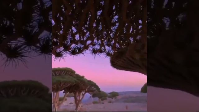 Dragon Tree on the island of Socotra.Драконово дерево на острове Сокотра.