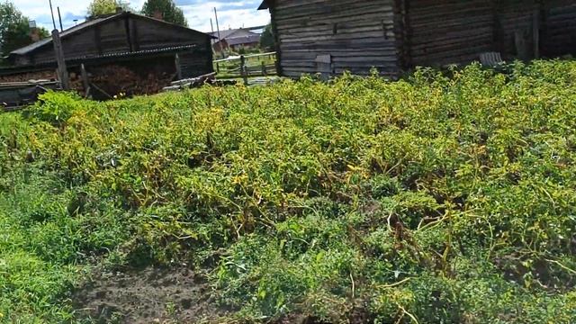 Будни Олега. Похолодало. Снимаю во дворе.