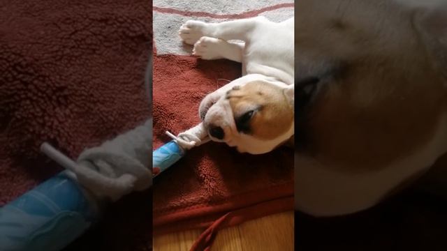 воспоминания с французским бульдогом смотреть онлайн