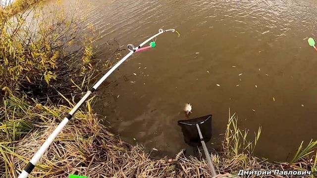 КАРАСИ-КРУГЛЯШИ В РЕЧКЕ-ПЕРЕПЛЮЙКЕ!!! РЫБАЛКА НА ДОНКИ!!! Осенний клёв крупного карася!!!