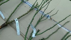 Распаковка - отличные саженцы из питомника "Розы вдохновения" Краснодарский край