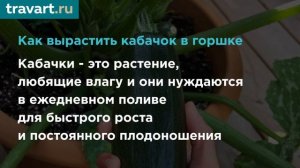 Как вырастить КАБАЧКИ В ГОРШКЕ