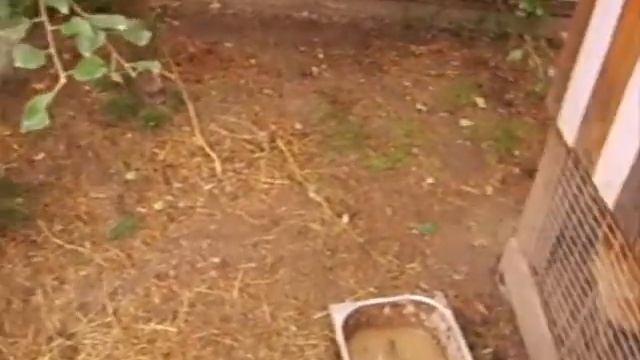 Утка индийский бегун \ Молодые павлины смотреть онлайн