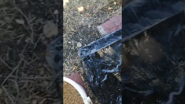 как я кормлю кур несушек. смотреть онлайн