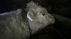 Вес бычков в 7-8 месяцев.