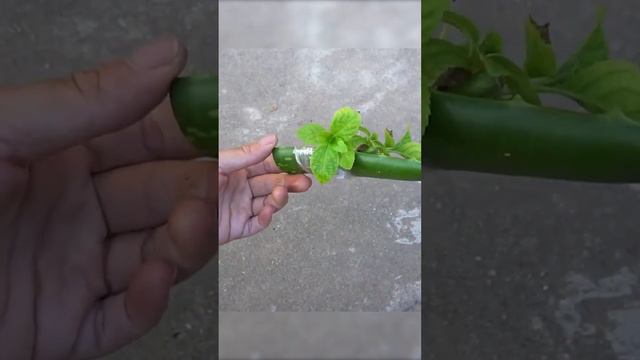 Great tips, How to propagate hydrangea flower from cuttings using aloe vera 100% success