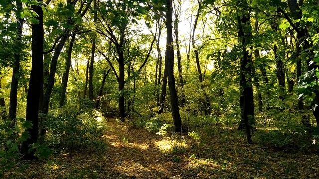 8 октября-ДЕНЬ СЕРГИЯ РАДОНЕЖСКОГО.Сергей-курятник.Капустник.Народные приметы