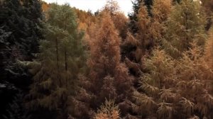 Лес и человек