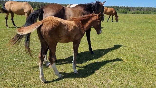 Продажа Ахалтекинских лошадей.Sale of Akhal-Teke horses.https://akhaltekellc.com смотреть онлайн