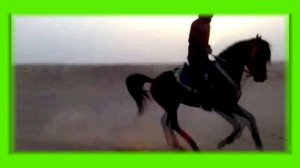 МУРАТ ТХАГОЛЕГОВ ЗА ТЕБЯ КАЛЫМ ОТДАМ