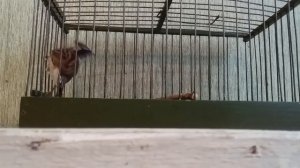 Желтогорлая овсянка