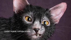 Самые необычные породы кошек
