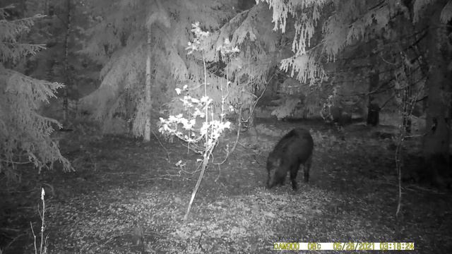 🐗 🐇 🦊 🦡 Кабаны, а теперь еще заяц на фото-ловушке 800М с 27 Мая - 18 Июня 2021 Барсуки и лисы тоже смотреть онлайн