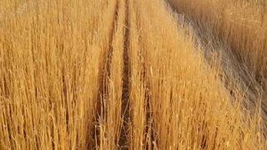 Выращивание озимого ячменя. No-till 12.06.2018 Уборка ячменя  и посев покровных культур