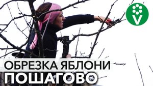 ОБРЕЗКА ВЗРОСЛОЙ ЯБЛОНИ: снижаем крону и увеличиваем урожайность