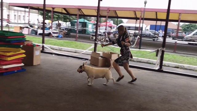 EuW'17+BOB, vJEuW'16, MultiBIS, BISS, Neapolitan Bull Legendary Wacken Star Karuna смотреть онлайн