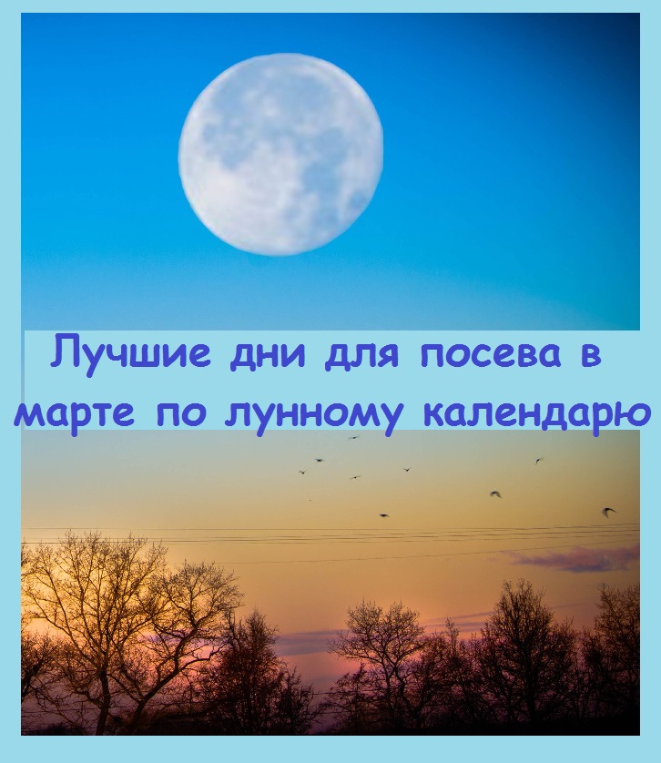 Когда в 2024 году нужно сеять семена овощей и цветов для рассады по лунному календарю