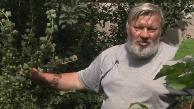 "Уход за крыжовником" смотреть онлайн