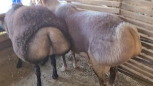 УЙ ШАРОИТИДА 170 КГ КУЧКОР БОКИШ БИЗНЕСИ