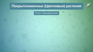 Классификация покрытосеменных растений