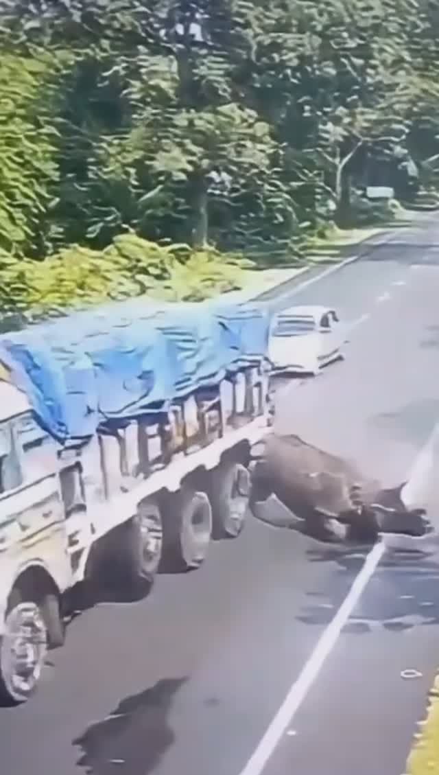 Носорог напал на грузовик и ...