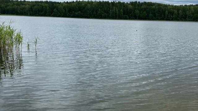 Отдых с палаткой. Смоленское поозерье. Прогулка вокруг озера Рытое. Июль 2023 года.