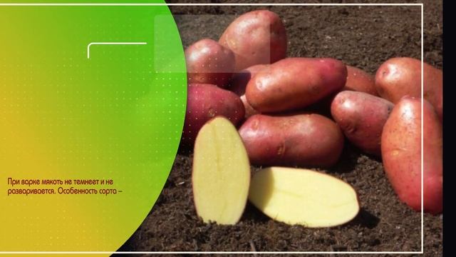 Картофель семенной Ред Соня описание сорта, картофель Ред Фентези смотреть онлайн