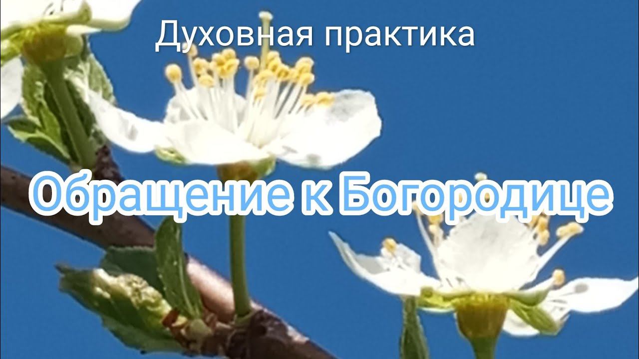 Обращение к Богородице. Причастие.  #любовь #духовноеразвитие