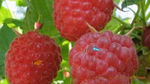 Малина традиционная Мишутка (rubus) ? малина Мишутка обзор: как сажать саженцы малины Мишутка