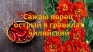 Посев семян: перец острый и гравилат чилийский!