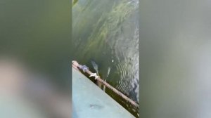 Ловля на ручейника. 

#ручейник #рыбалка #ловля