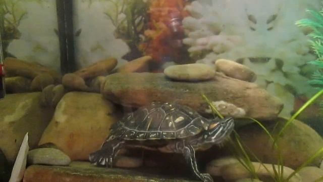 Красноухая черепах (Trachemys scripta) почеши спинку