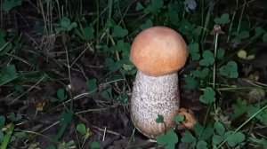 Жизнь одного гриба