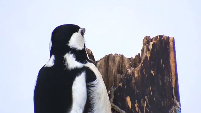 фон из плащевой ткани