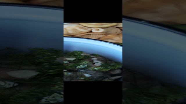 Солю грузди как солила моя бабушка.