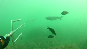 Подводная охота на Кефаль в Черном море.
