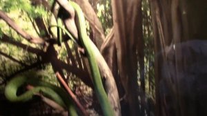 Зелёная Бойга / Green boiga