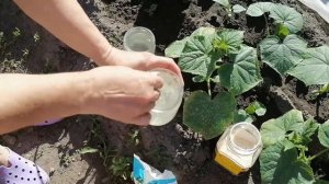 КОГДА И ЧЕМ ПОДКОРМИТЬ ОГУРЦЫ В ОТКРЫТОМ ГРУНТЕ.